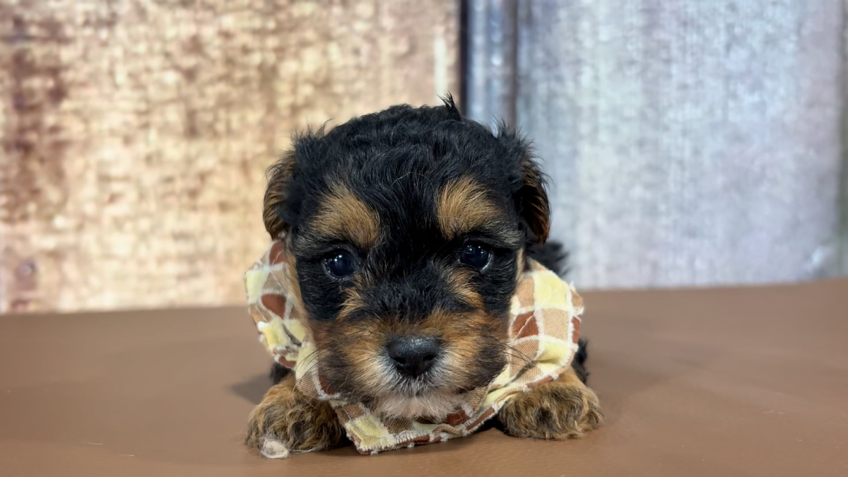 Teacup Morkiepoo M 2175