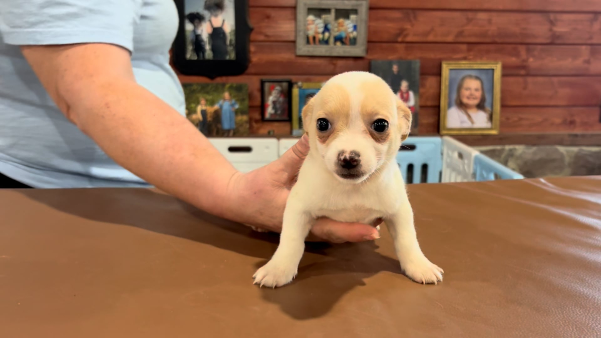 Teacup Yorkiepoo F 4881