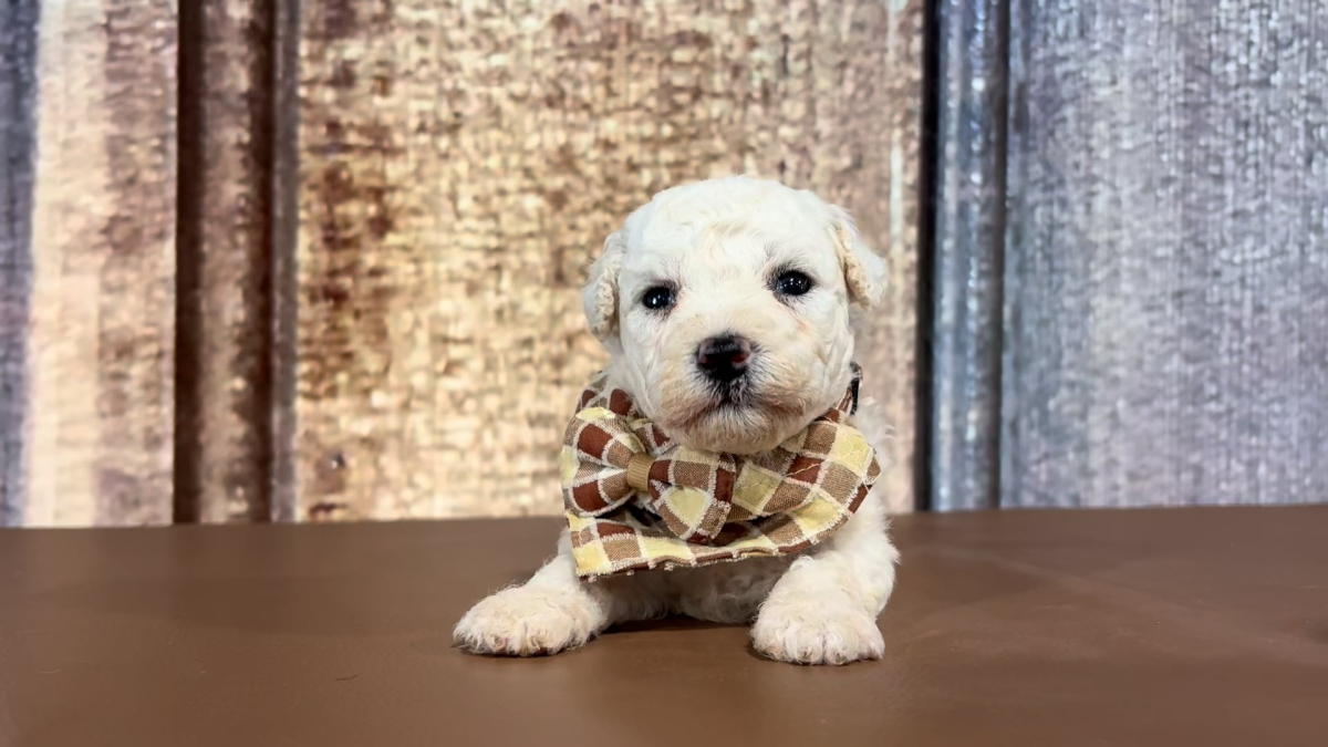 Shichon Teddy Bear M 2295