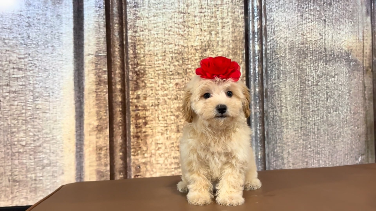 Teacup Morkiepoo F 3399
