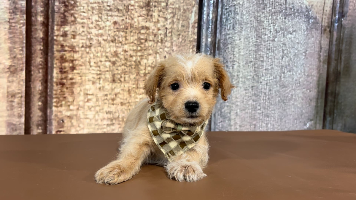 Teacup Morkiepoo M 3618