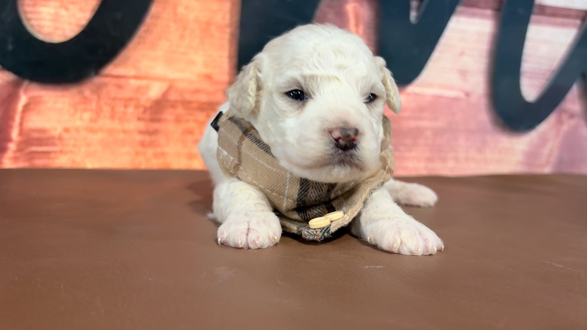 Healthy Pups - Maltipoo M 4710