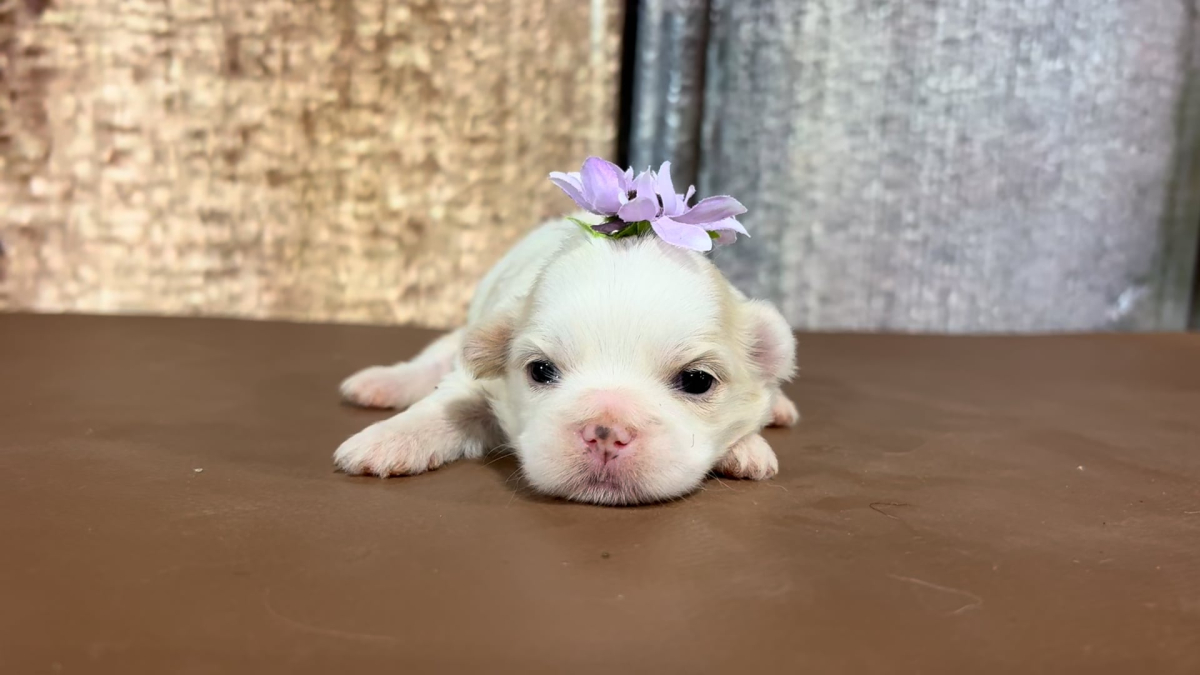 Imperial Teddy Bear (Malshi) F 2296