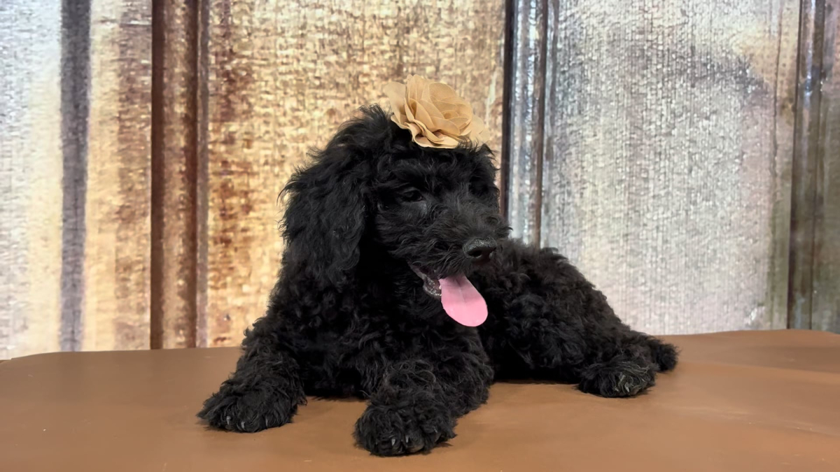 Min Aussiedoodle F1B F 2304