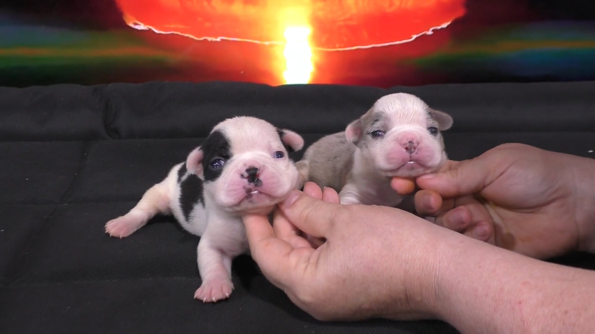 Puppy Ownership!