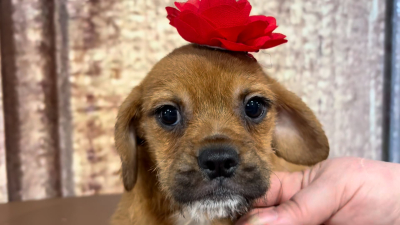 Poogle (Poodle X Puggle) F 4958