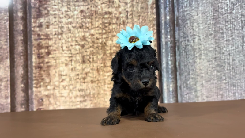 Teacup Maltipoo F 2173