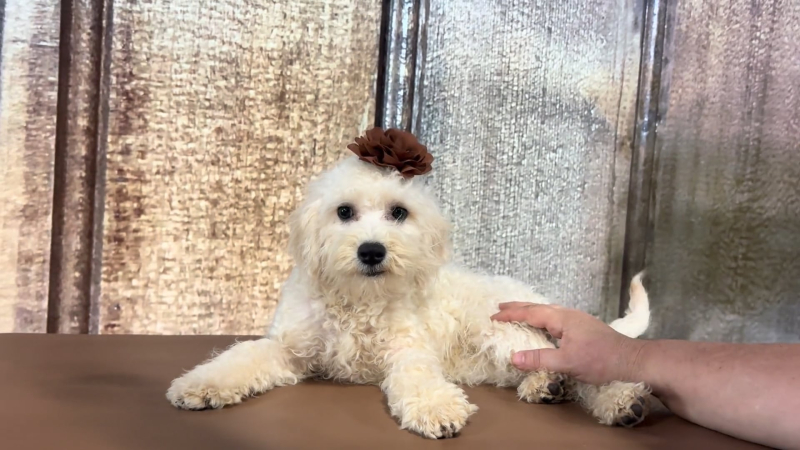 Toy Cavadoodle F 6850