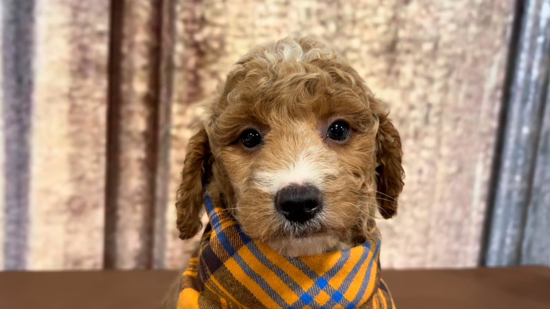 Mini Goldendoodle F1B Fancy Platinum Gold M 4909