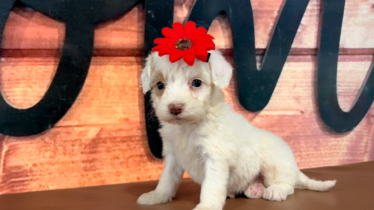 Mini Goldendoodle F 4762