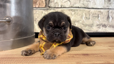 Puggle M 5062