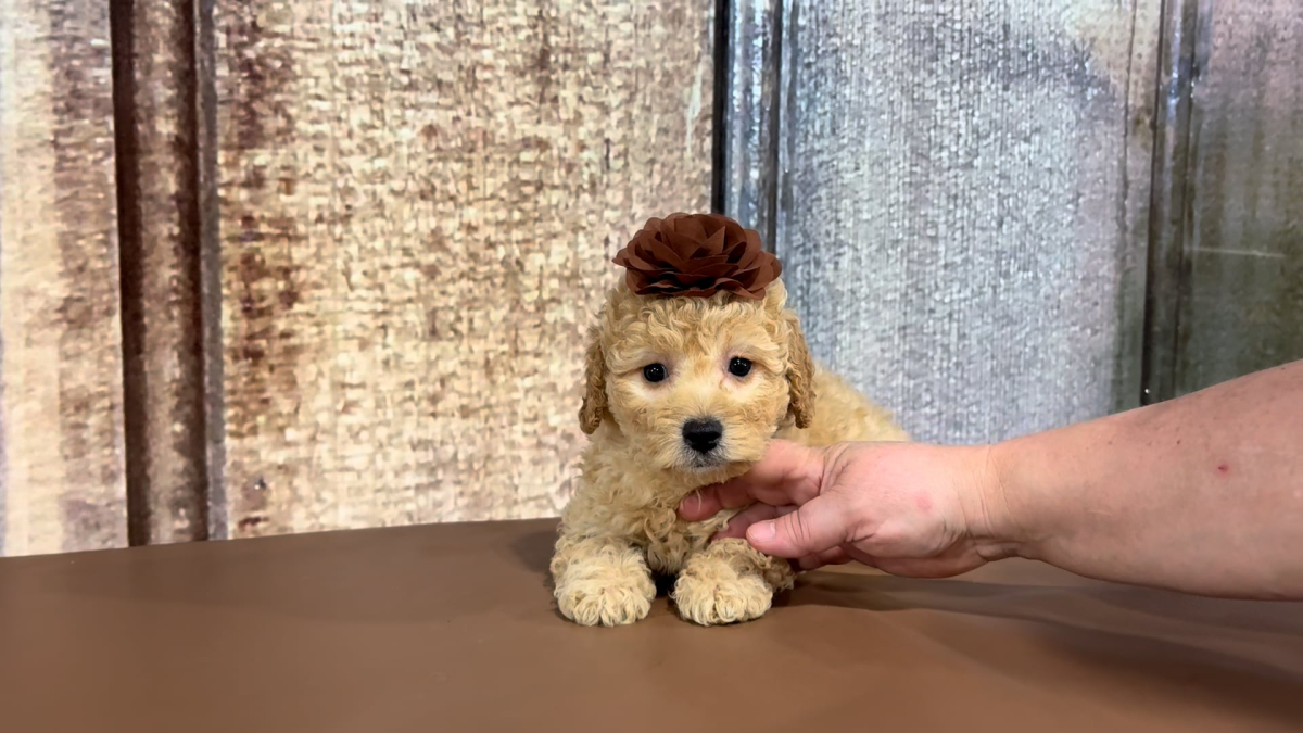 Toy Maltipoo F 5118