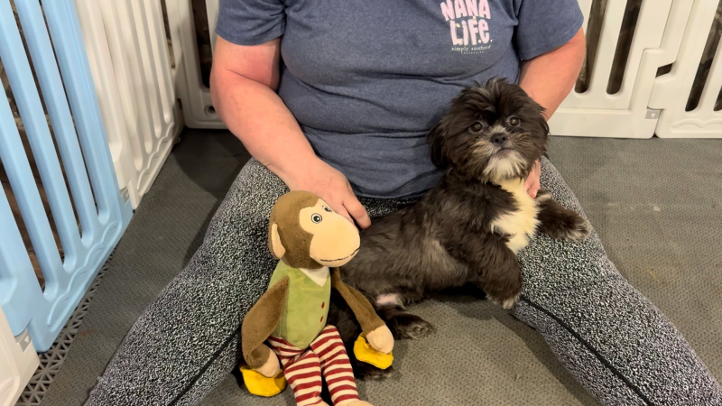 Shih Tzu M 4936