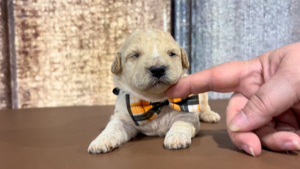 Toy Maltipoo M 2283