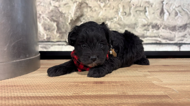 Yorkiepoo M 4789