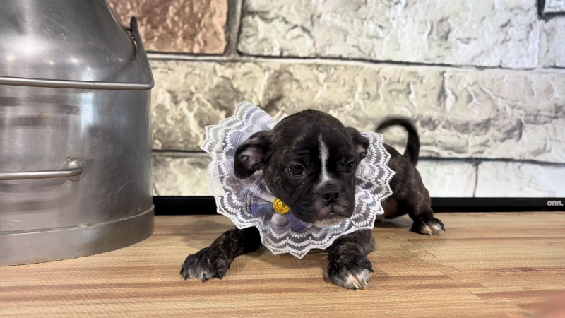 Frenchton Brindle &amp; White F 5072