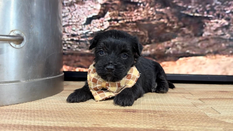 Maltipoo M 8849