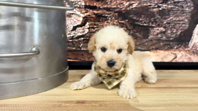 Teddypoo (Malshipoo) Peaches &amp; Creme M 9396