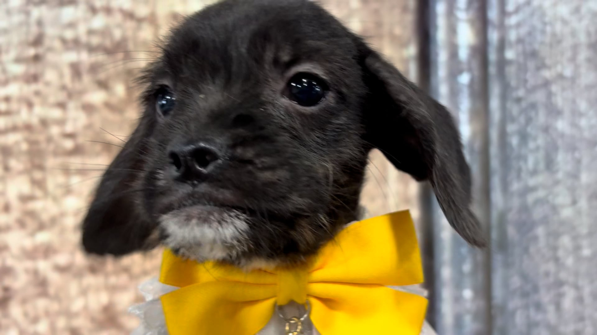 Poogle (Poodle X Puggle) F 4960