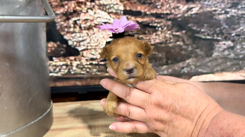 Yorkiepoo F 9384