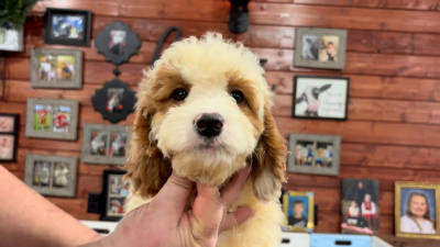 Mini Goldendoodle F1B Funny Face F 4904