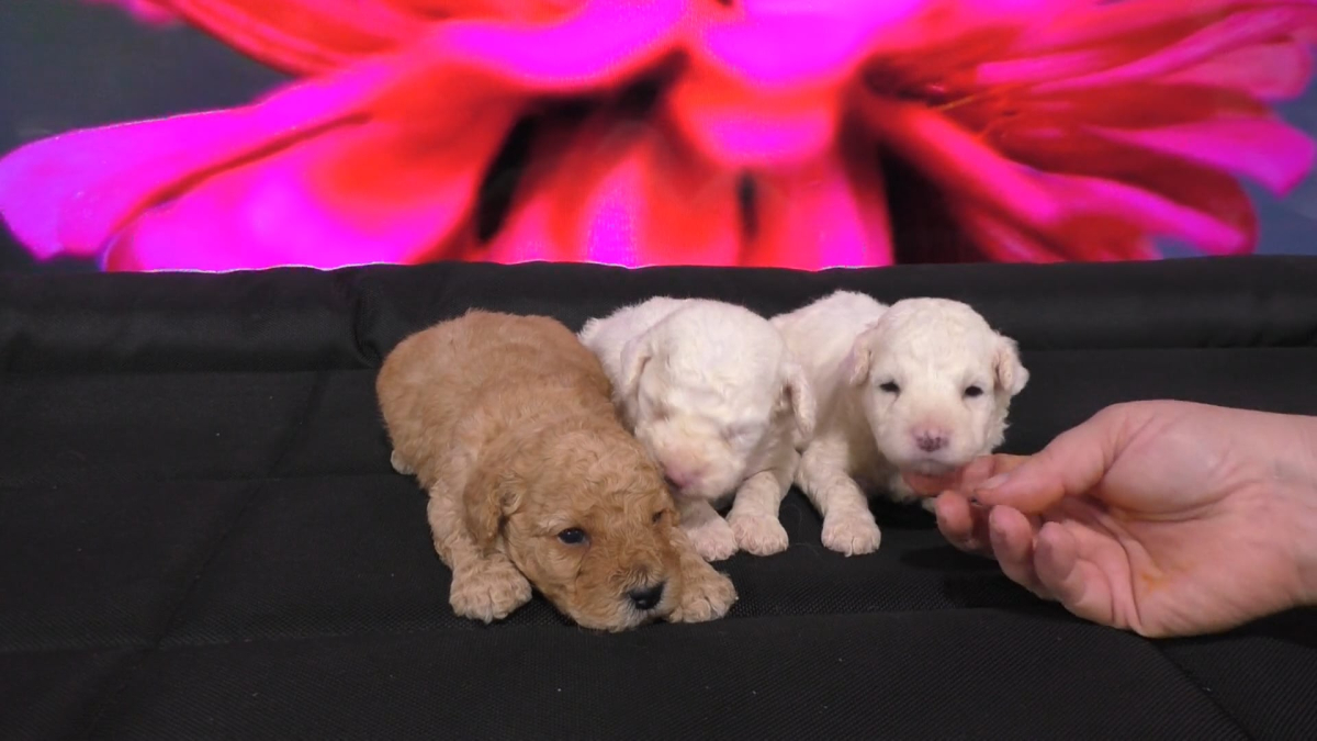 The Best &quot;Puppy Insurance&quot;: Choosing a Healthy Puppy and Providing Proper Care