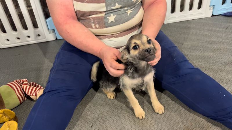 Morkiepoo F 4918