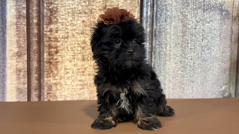 Teacup Maltipoo F 2213