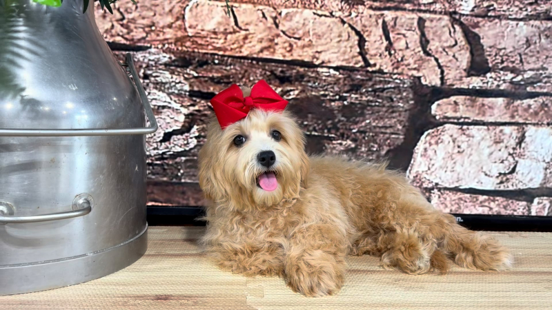 Maltipoo Apricot F 5080