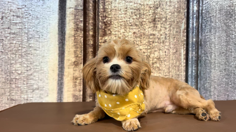 Teacup Yorkiepoo M 3387