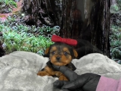Yorkshire Terrier Female 9532, Available 3-31-24. Deposit now!
