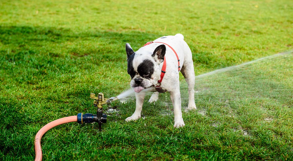 Keeping Your Dog Cool In The Summer