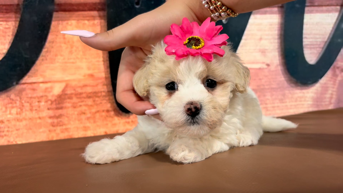 Teddypoo F 4977