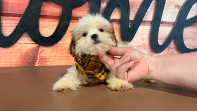 Imperial Shih Tzu M 5058
