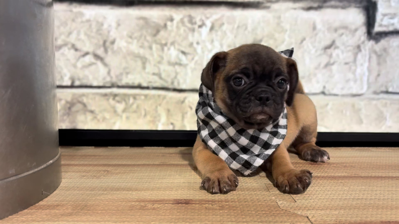 Puggle M 4791