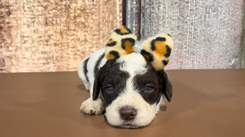 Toy F1BB Goldendoodle F 5107