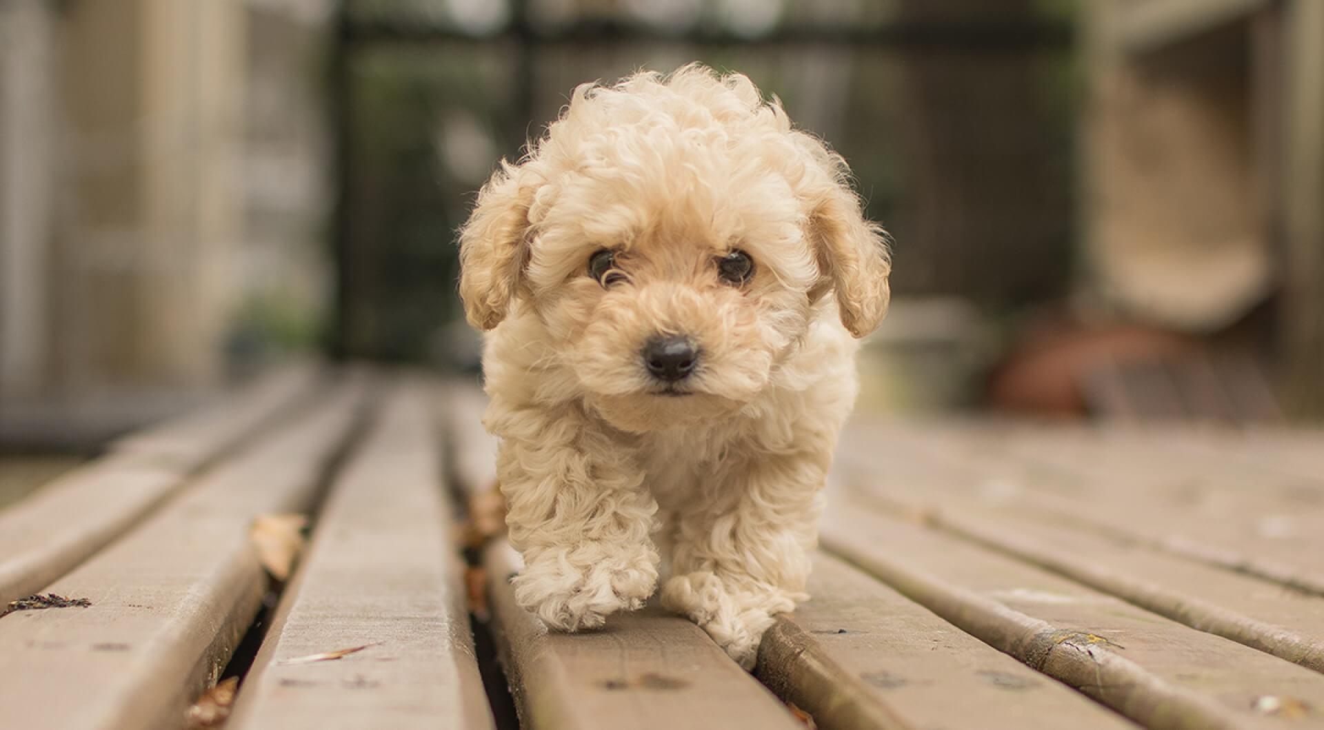 The Benefits of Mixed Breed Puppies: Why Designer Dogs Make Great Pets