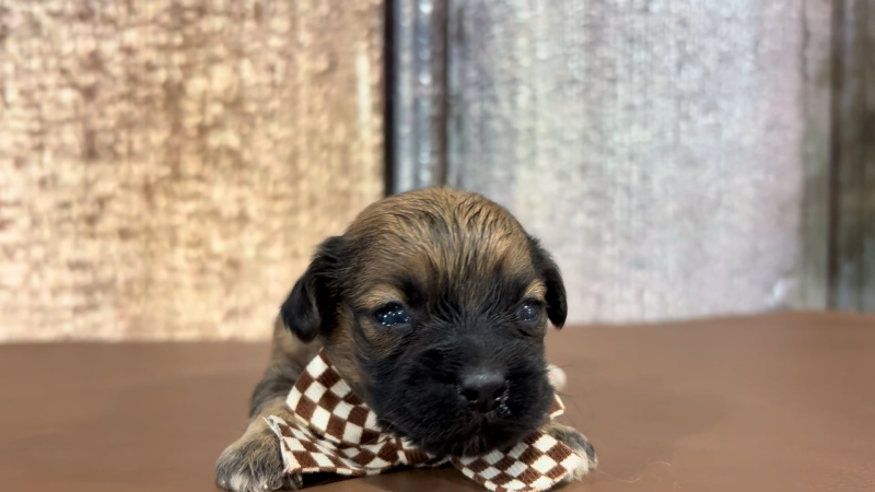 Toy Malshipoo M 5115