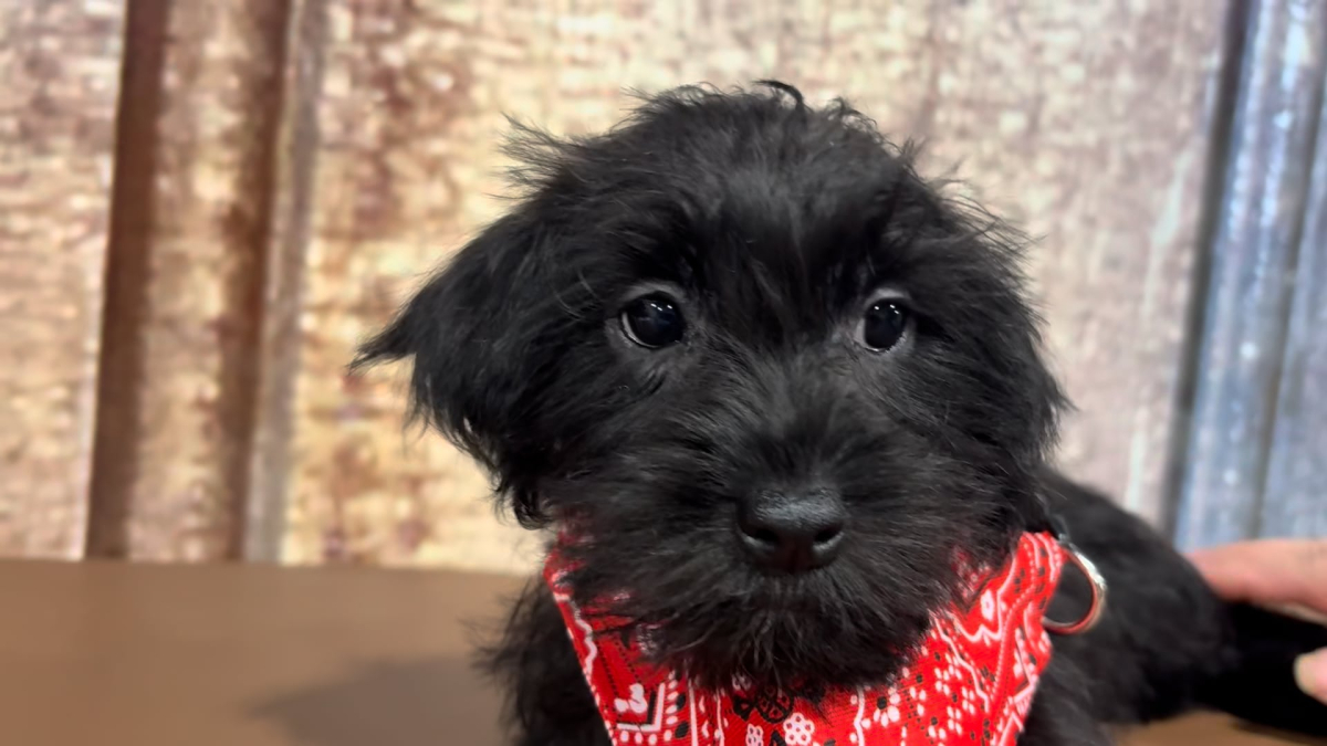 Teacup Shih Tzu M 4858