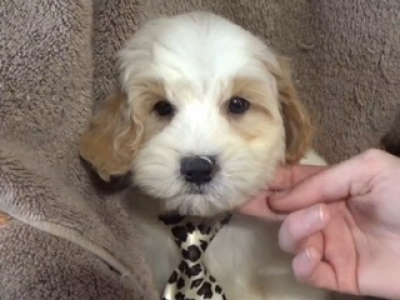 Mini Goldendoodle F1BB male 2143 A great lady kisser!