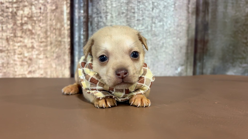 Teacup Chihuahua M 2297