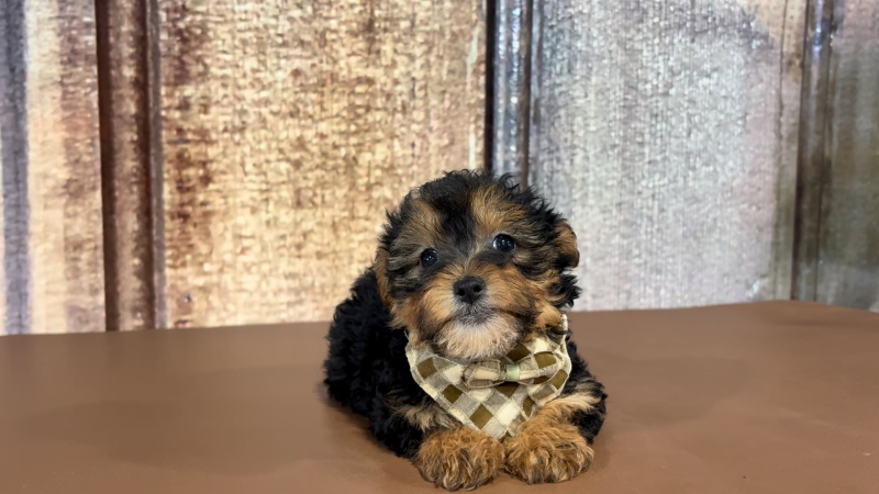 Teacup Morkiepoo M 2175