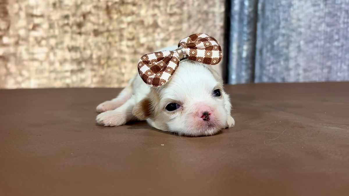 Imperial Teddy Bear (Malshi) F 2291