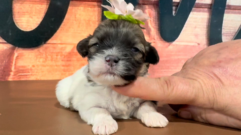 Teddypoo F 4980
