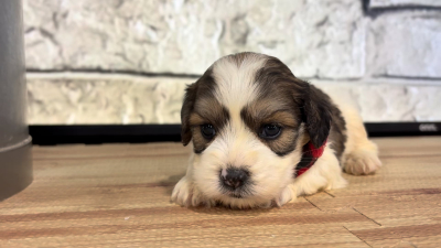 Cavapoo M 4874