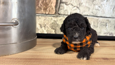 Maltipoo M 4867