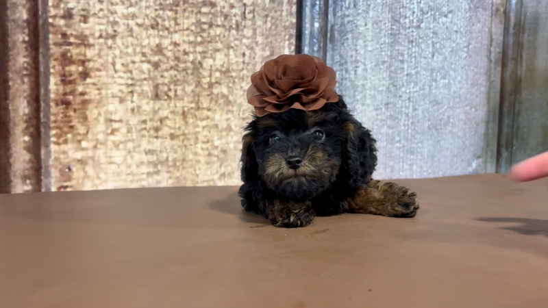 Teacup Maltipoo F 2173