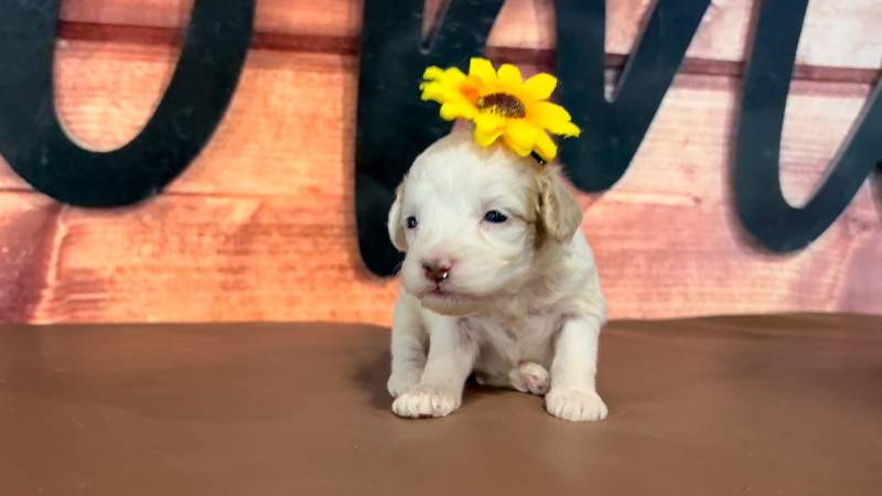 Mini Goldendoodle F 4763