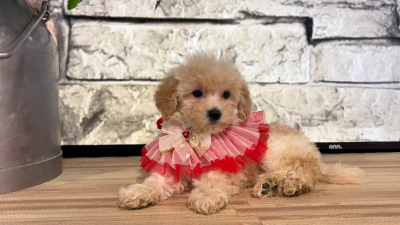 Maltipoo F 4705