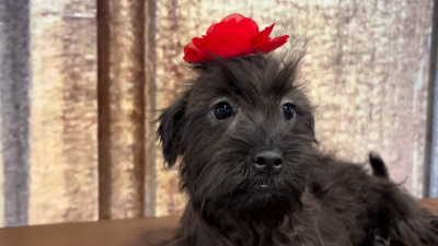 Teacup Shihpoo F 4853